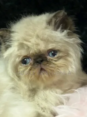 1-3 months Female Purebred Persian
