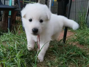 0-1 month Male Purebred Golden Retriever