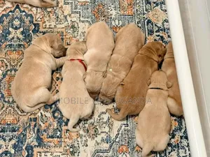 0-1 month Male Purebred Golden Retriever