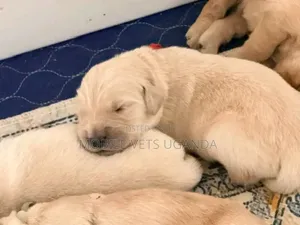 1-3 months Female Purebred Golden Retriever