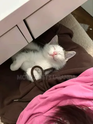 1-3 months Male Purebred Birman
