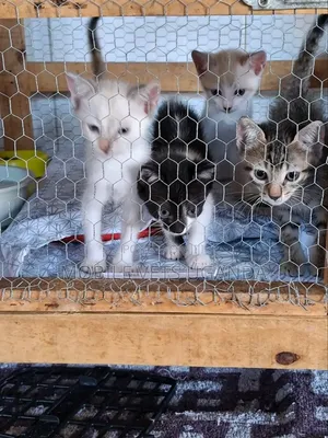 0-1 month Female Purebred Bombay