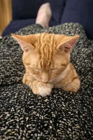 0-1 month Male Purebred American Bobtail
