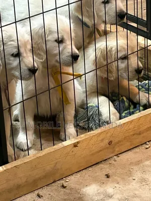 3-6 months Female Purebred Golden Retriever