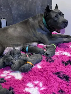 1-3 months Male Purebred American Pit Bull Terrier