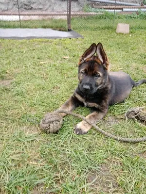 1-3 months Male Purebred German Shepherd