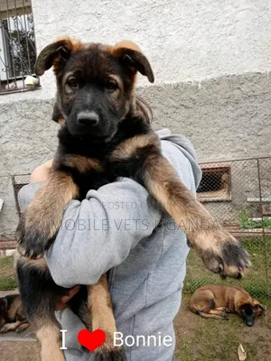 3-6 months Female Purebred German Shepherd