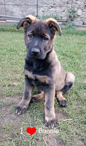 1-3 months Male Purebred German Shepherd
