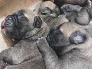 0-1 month Male Purebred Boerboel