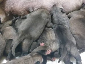 1-3 months Female Purebred Boerboel