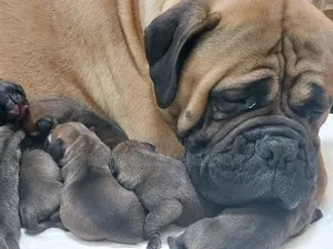 1-3 months Male Purebred Boerboel