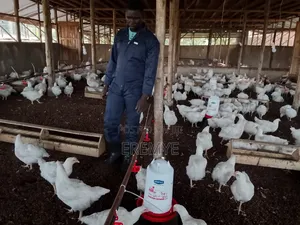 Water System for Chicken