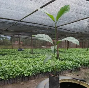 Professional Coffee and Banana Farm Organisers.