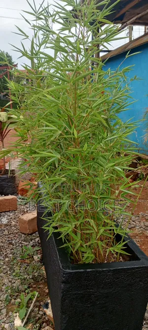 Bamboo Plants, Strength in Every Stem.