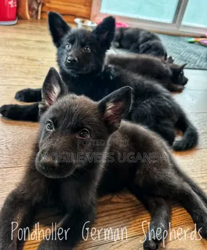 3-6 months Male Purebred German Shepherd