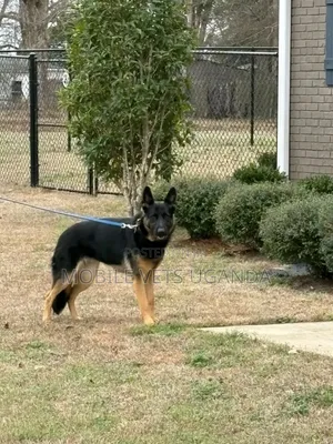 3-6 months Female Purebred German Shepherd