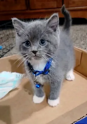 1-3 months Male Purebred Manx