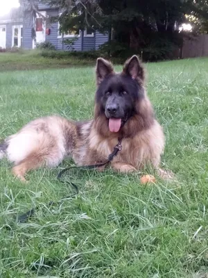 6-12 months Male Purebred German Shepherd