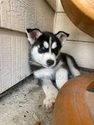 0-1 month Female Purebred Siberian Husky