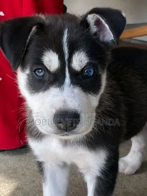1-3 months Male Purebred Siberian Husky