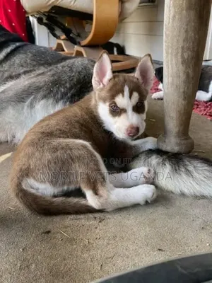 0-1 month Female Purebred Siberian Husky