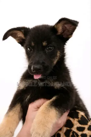 1-3 months Male Purebred German Shepherd