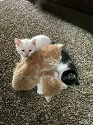 0-1 month Female Purebred American Curl
