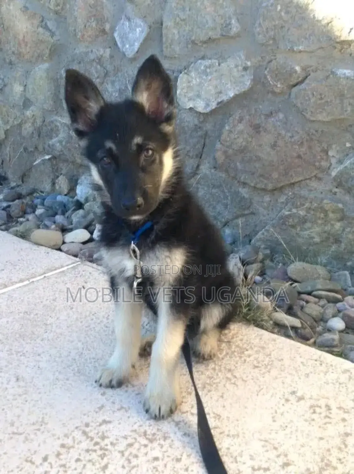 3-6 months Male Purebred German Shepherd