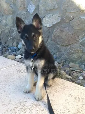 3-6 months Male Purebred German Shepherd