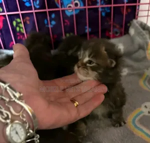 0-1 month Male Purebred Norwegian Forest