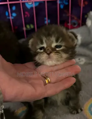 0-1 month Female Purebred British Shorthair