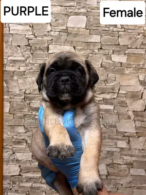 1-3 months Female Purebred Boerboel
