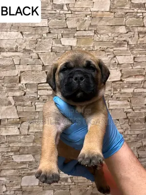 1-3 months Male Purebred Boerboel