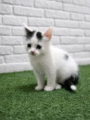1-3 months Female Purebred Exotic