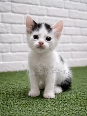 1-3 months Male Purebred American Bobtail