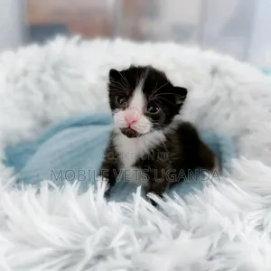 0-1 month Male Purebred Nebelung