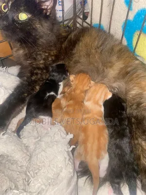 0-1 month Male Purebred Exotic