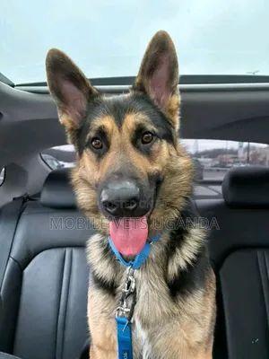 6-12 months Female Purebred German Shepherd