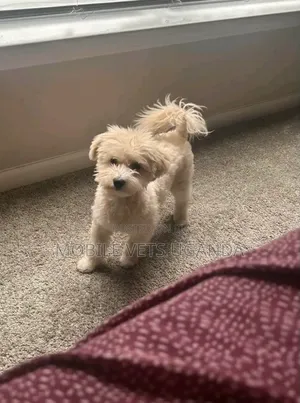 1-3 months Male Purebred Maltese