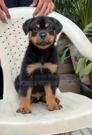 1-3 months Male Purebred Rottweiler