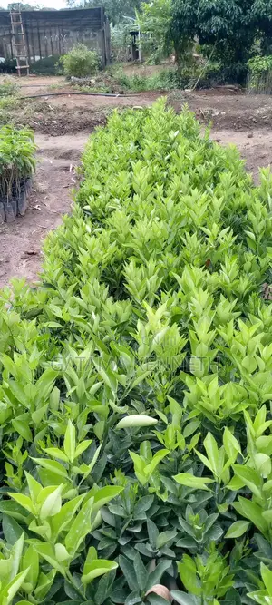 Improved Oranges