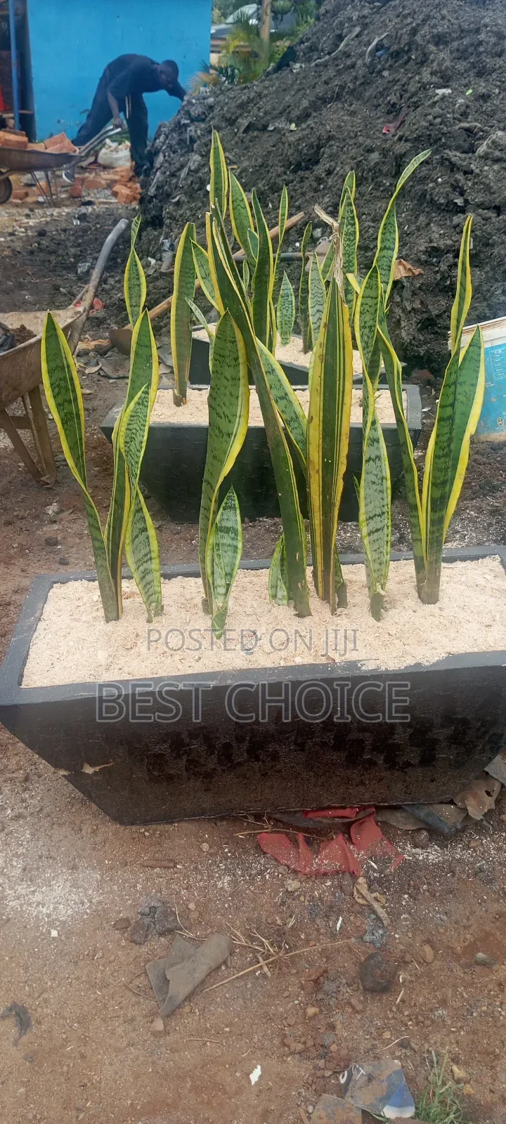 Snake Plants,Low Key,Low Maintenance