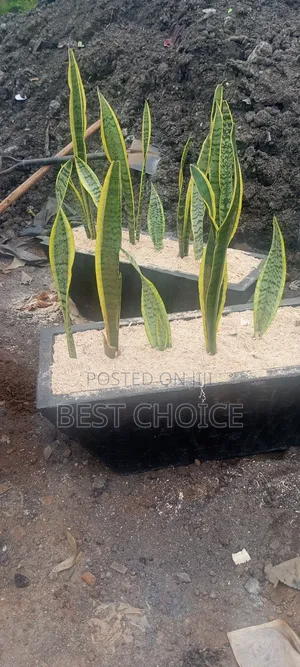 Snake Plants,Low Key,Low Maintenance