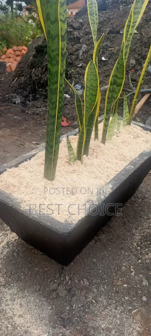 Snake Plants,Low Key,Low Maintenance