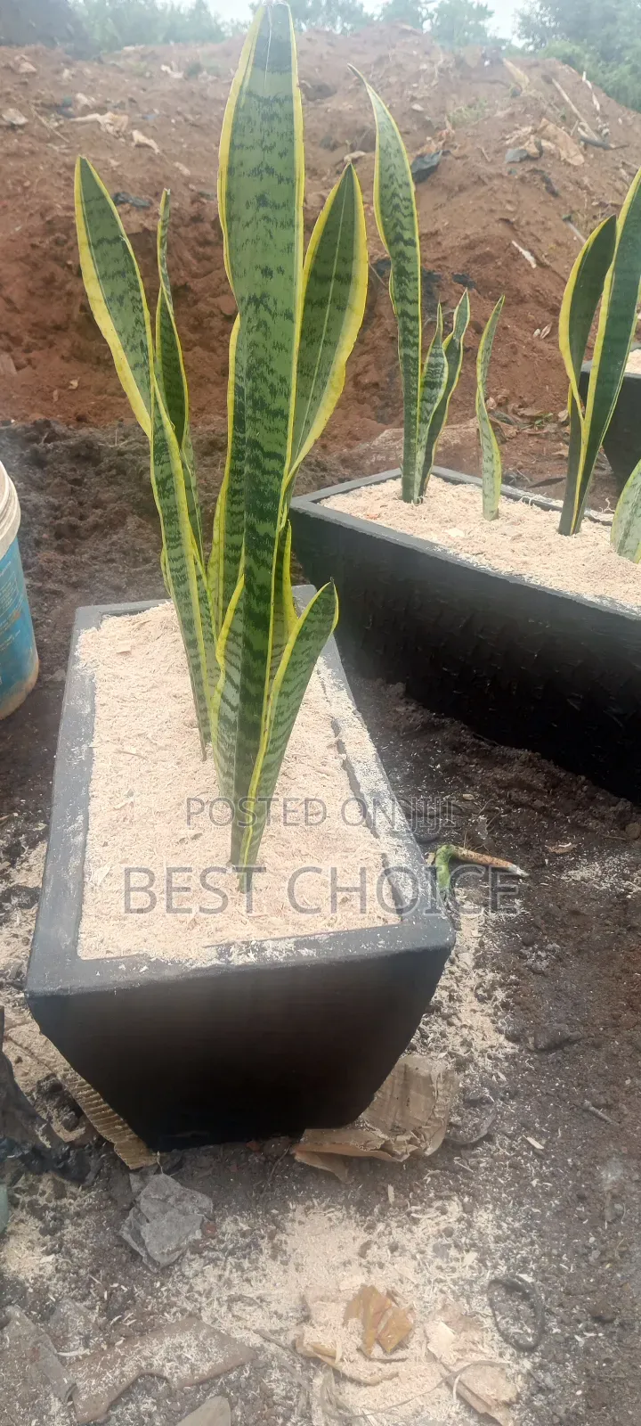 Snake Plants,Low Key,Low Maintenance