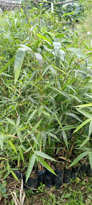 Bamboo Seedlings