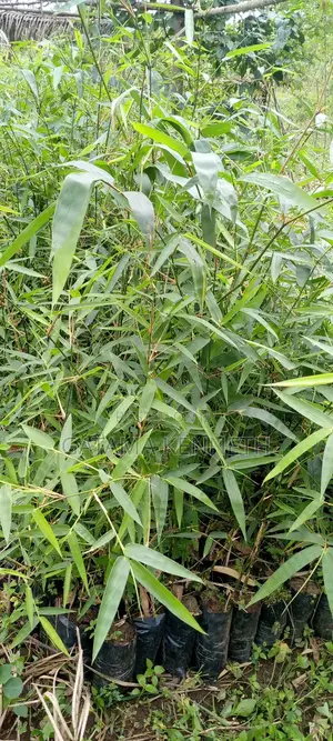 Bamboo Seedlings