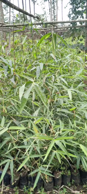Bamboo Seedlings