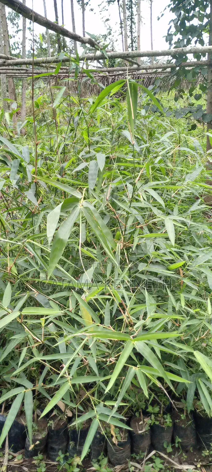 Bamboo Seedlings