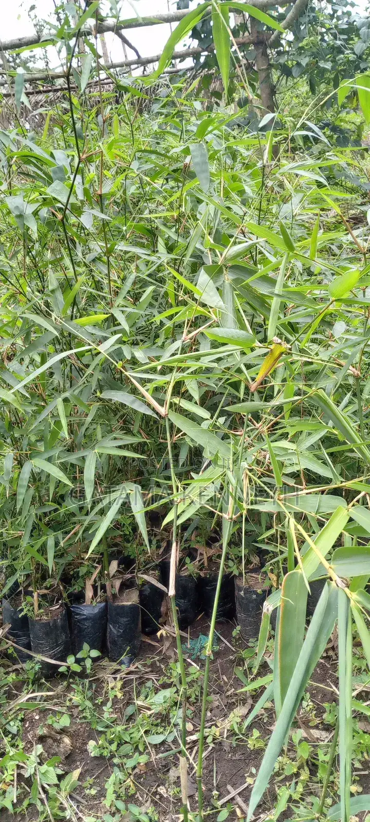 Bamboo Seedlings